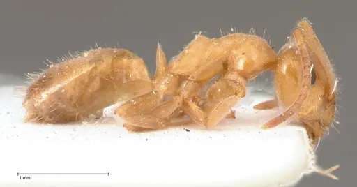 Lasius schulzi specimen FOCOL0746 image focol0746_6