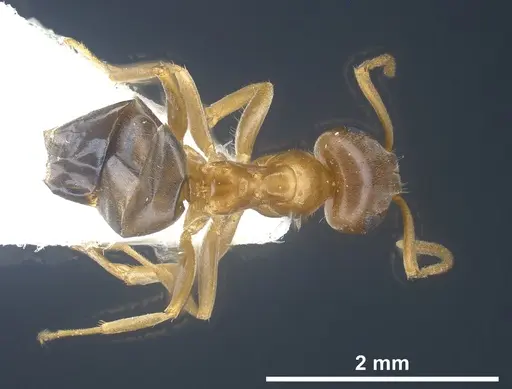 Lasius silvaticus specimen ANTWEB1041453 image antweb1041453_1