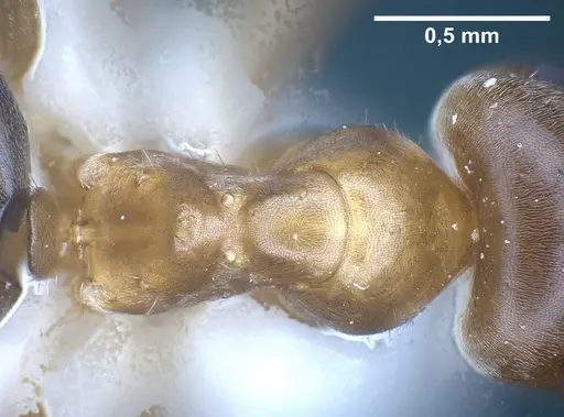 Lasius silvaticus specimen ANTWEB1041453 image antweb1041453_2