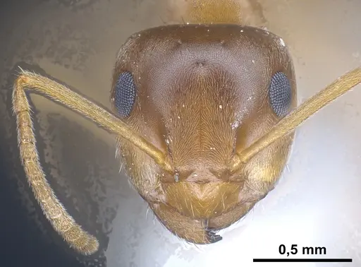 Lasius silvaticus specimen ANTWEB1041453 image antweb1041453_3