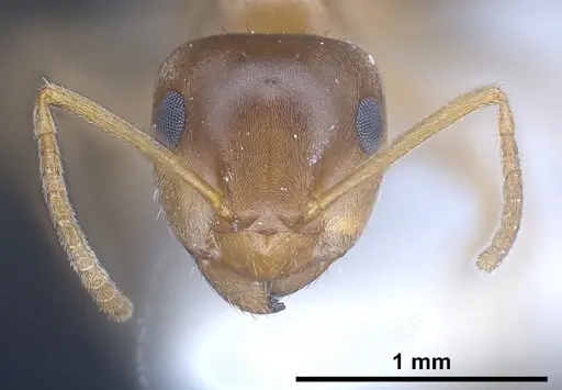 Lasius silvaticus specimen ANTWEB1041453 image antweb1041453_4
