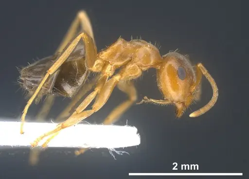 Lasius silvaticus specimen ANTWEB1041453 image antweb1041453_5