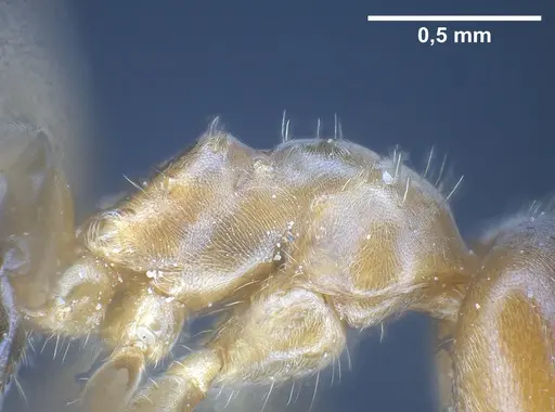 Lasius silvaticus specimen ANTWEB1041453 image antweb1041453_6