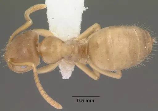 Lasius sitiens specimen CASENT0102806 image casent0102806_1