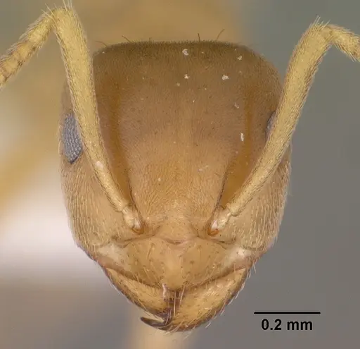Lasius sitiens specimen CASENT0102806 image casent0102806_2