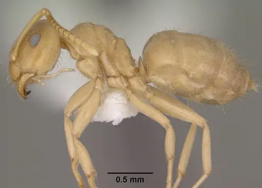 Lasius sitiens specimen CASENT0102806 image casent0102806_3