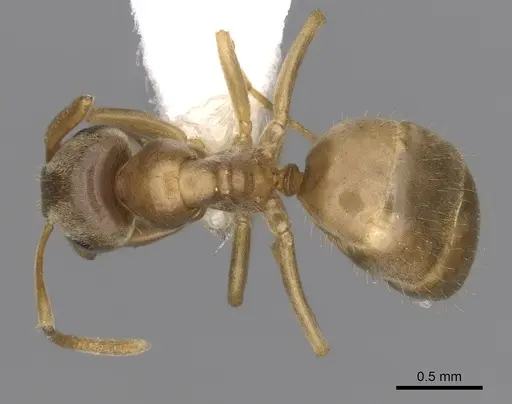 Lasius sitiens specimen CASENT0280442 image casent0280442_1