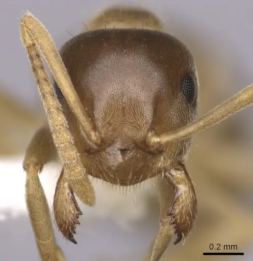 Lasius sitiens specimen CASENT0280442 image casent0280442_2