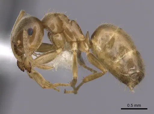 Lasius sitiens specimen CASENT0280442 image casent0280442_3