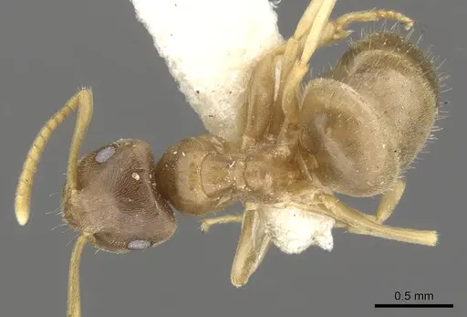 Lasius sitiens specimen CASENT0903205 image casent0903205_1