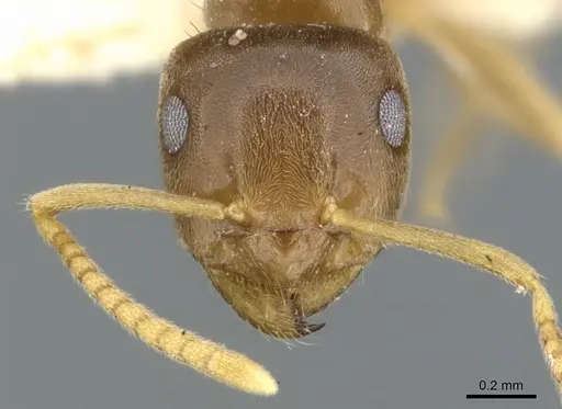 Lasius sitiens specimen CASENT0903205 image casent0903205_2