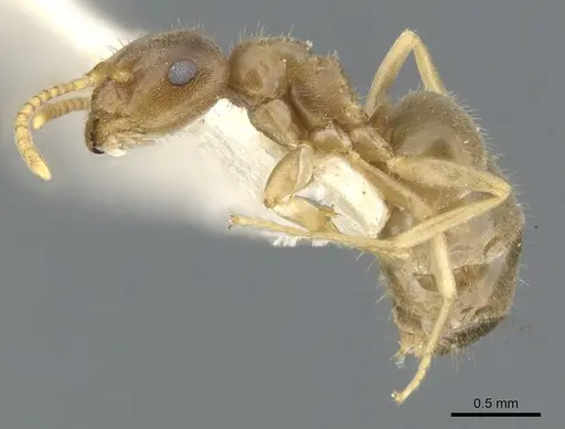 Lasius sitiens specimen CASENT0903205 image casent0903205_3