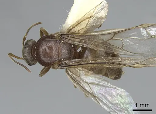 Lasius sitiens specimen CASENT0923062 image casent0923062_1