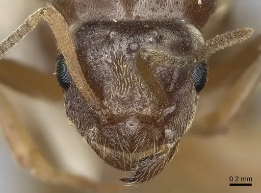Lasius sitiens specimen CASENT0923062 image casent0923062_2