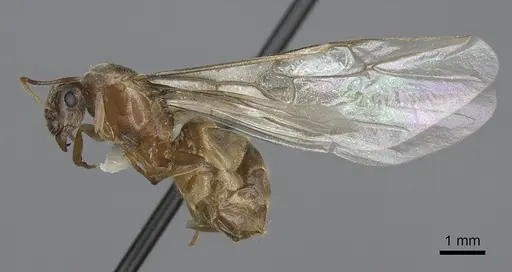 Lasius sitiens specimen CASENT0923062 image casent0923062_3