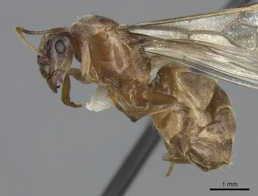 Lasius sitiens specimen CASENT0923062 image casent0923062_4