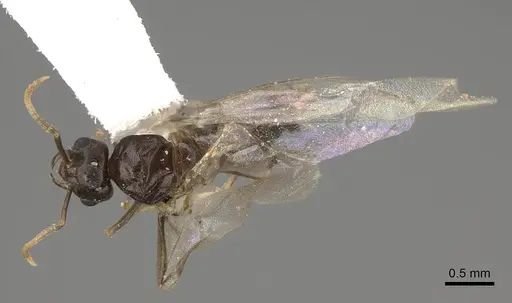 Lasius sitiens specimen CASENT0923063 image casent0923063_1