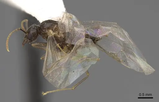 Lasius sitiens specimen CASENT0923063 image casent0923063_3