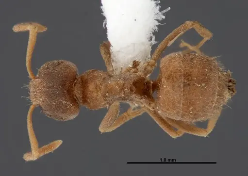Lasius sitiens specimen FMNHINS0000062730 image fmnhins0000062730_1