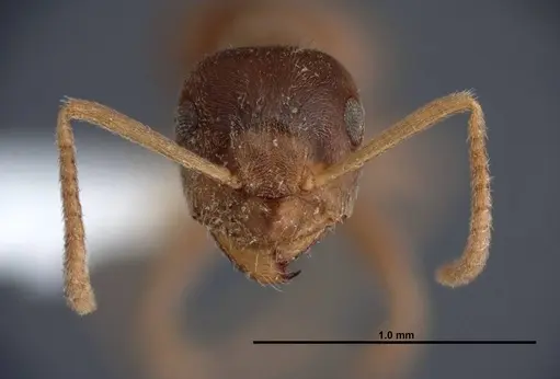 Lasius sitiens specimen FMNHINS0000062730 image fmnhins0000062730_2