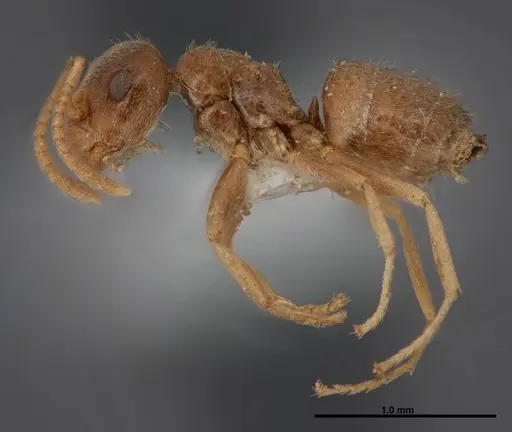 Lasius sitiens specimen FMNHINS0000062730 image fmnhins0000062730_3