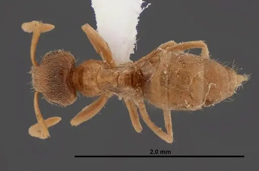 Lasius sitiens specimen FMNHINS0000062733 image fmnhins0000062733_1