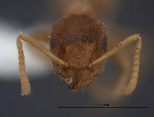 Lasius sitiens specimen FMNHINS0000062733 image fmnhins0000062733_2