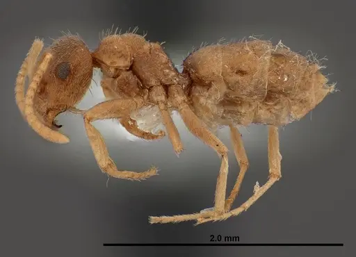 Lasius sitiens specimen FMNHINS0000062733 image fmnhins0000062733_3