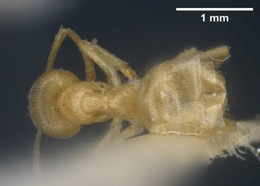 Lasius sonobei specimen ANTWEB1041277 image antweb1041277_1