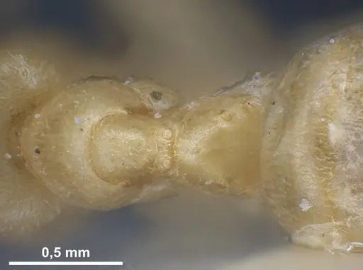 Lasius sonobei specimen ANTWEB1041277 image antweb1041277_2