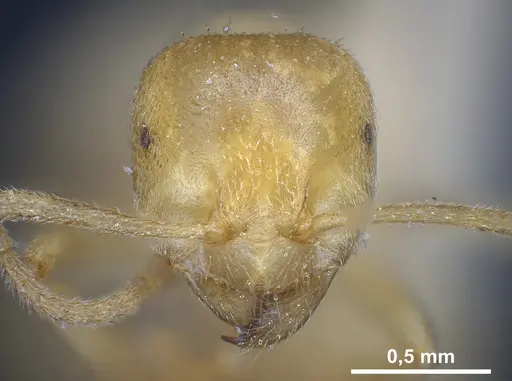 Lasius sonobei specimen ANTWEB1041277 image antweb1041277_3