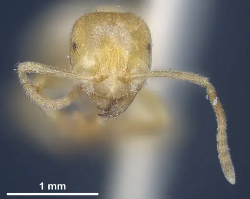 Lasius sonobei specimen ANTWEB1041277 image antweb1041277_4