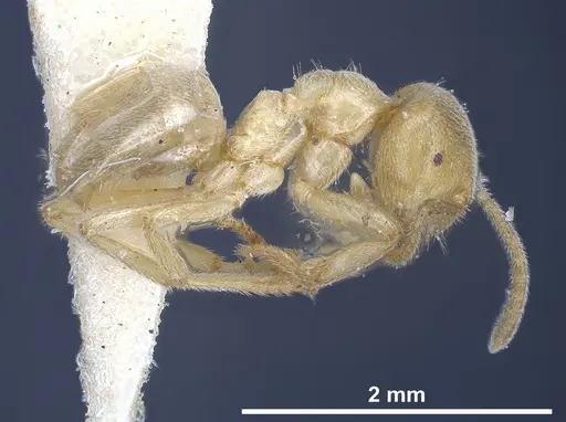 Lasius sonobei specimen ANTWEB1041277 image antweb1041277_5