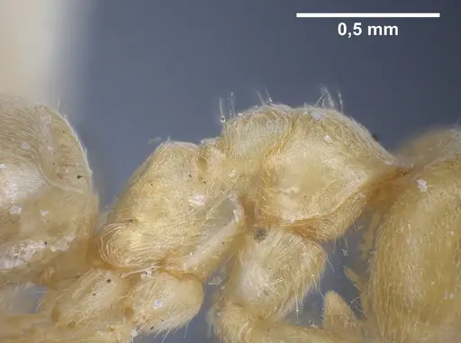 Lasius sonobei specimen ANTWEB1041277 image antweb1041277_6