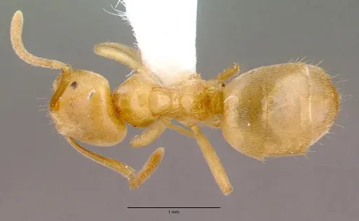 Lasius sonobei specimen CASENT0010668 image casent0010668_1