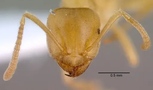 Lasius sonobei specimen CASENT0010668 image casent0010668_2