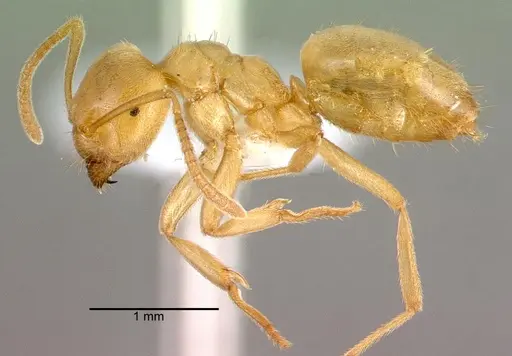 Lasius sonobei specimen CASENT0010668 image casent0010668_3