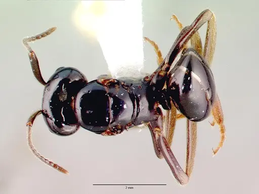 Lasius spathepus specimen CASENT0010670 image casent0010670_1