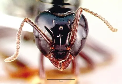 Lasius spathepus specimen CASENT0010670 image casent0010670_2