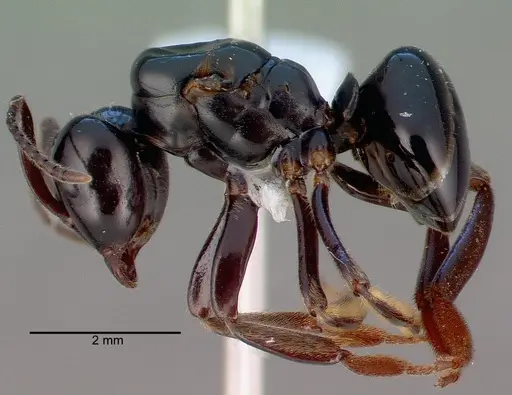 Lasius spathepus specimen CASENT0010670 image casent0010670_3