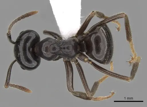 Lasius spathepus specimen CASENT0280460 image casent0280460_1