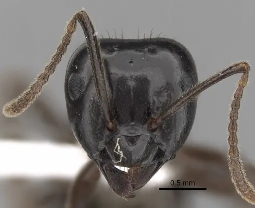 Lasius spathepus specimen CASENT0280460 image casent0280460_2