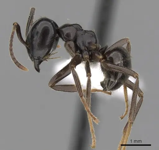 Lasius spathepus specimen CASENT0280460 image casent0280460_3