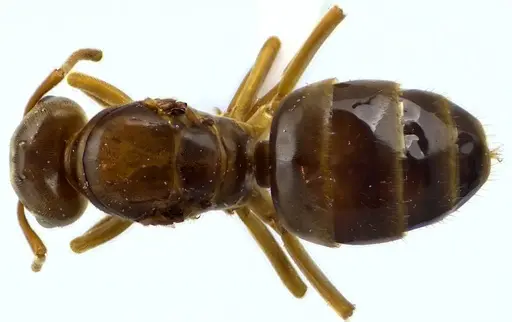 Lasius speculiventris specimen ANTWEB1041588 image antweb1041588_1