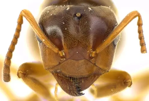 Lasius speculiventris specimen ANTWEB1041588 image antweb1041588_2