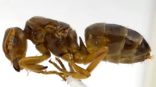 Lasius speculiventris specimen ANTWEB1041588 image antweb1041588_3