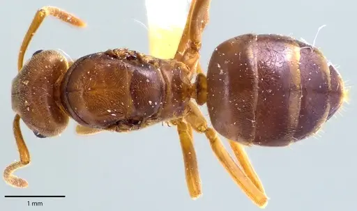 Lasius speculiventris specimen ANTWEB1041692 image antweb1041692_1