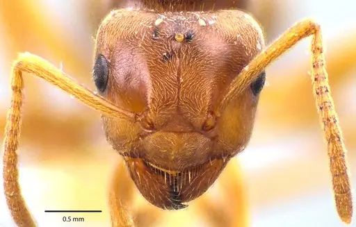 Lasius speculiventris specimen ANTWEB1041692 image antweb1041692_2