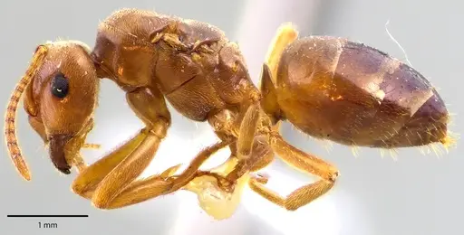 Lasius speculiventris specimen ANTWEB1041692 image antweb1041692_3