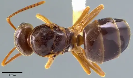 Lasius speculiventris specimen ANTWEB1041710 image antweb1041710_1